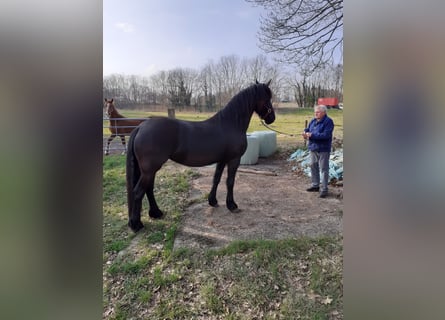 Konie fryzyjskie, Klacz, 4 lat, 163 cm, Kara