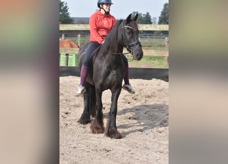 Konie fryzyjskie, Klacz, 5 lat, 158 cm, Kara Konie fryzyjskie, Klacz, 5 lat, 158 cm, Kara