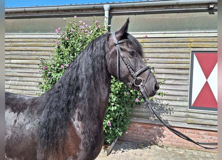 Konie fryzyjskie, Klacz, 5 lat, 160 cm