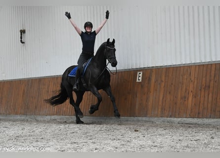 Konie fryzyjskie, Klacz, 5 lat, 165 cm, Kara