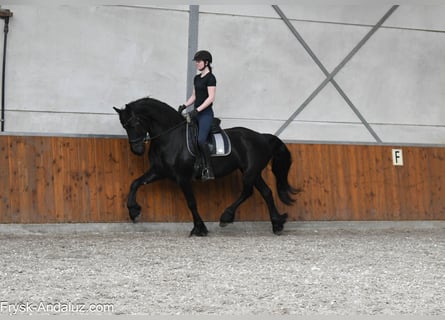 Konie fryzyjskie, Klacz, 6 lat, 168 cm, Kara