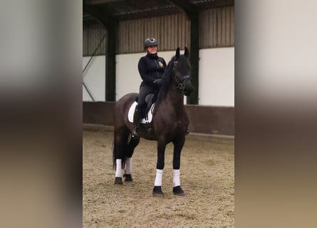 Konie fryzyjskie, Klacz, 7 lat, 168 cm, Kara