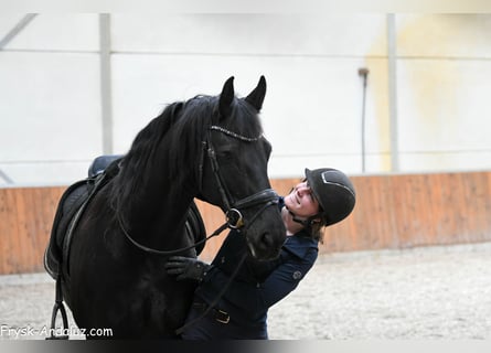 Konie fryzyjskie, Klacz, 8 lat, 165 cm, Kara
