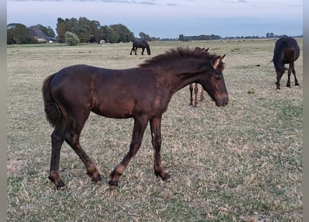 Konie fryzyjskie, Klacz, Źrebak (04/2026), 160 cm, Kara