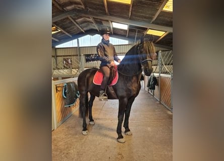 Konie fryzyjskie, Ogier, 14 lat, 162 cm, Kara