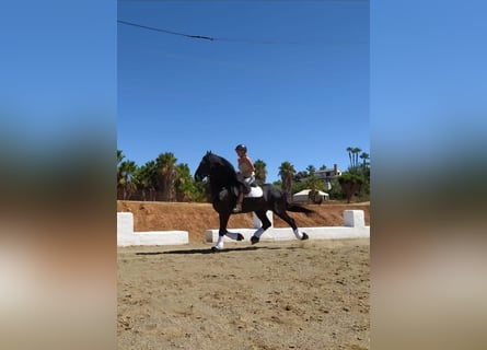 Konie fryzyjskie, Ogier, 14 lat, 170 cm, Kara