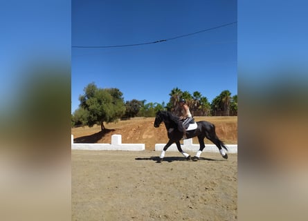 Konie fryzyjskie, Ogier, 14 lat, 170 cm, Kara