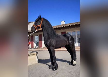 Konie fryzyjskie, Ogier, 3 lat, 148 cm, Kara