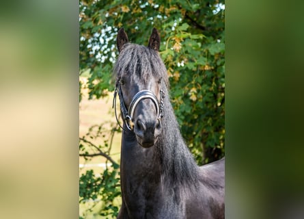 Konie fryzyjskie, Ogier, 3 lat, 160 cm, Kara