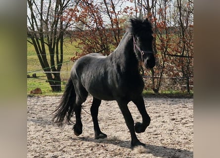 Konie fryzyjskie, Ogier, 3 lat, 160 cm