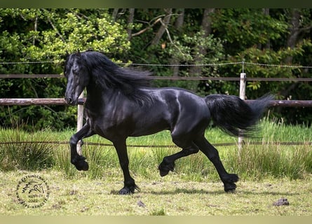 Konie fryzyjskie, Ogier, 3 lat, 163 cm