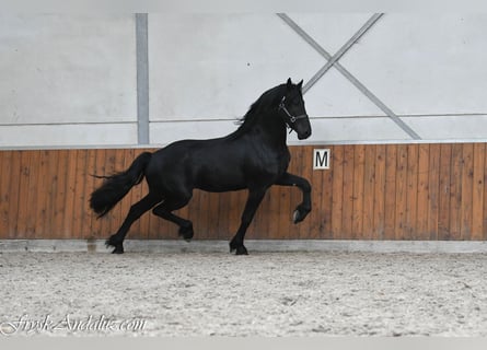 Konie fryzyjskie, Ogier, 3 lat, 165 cm, Karosiwa