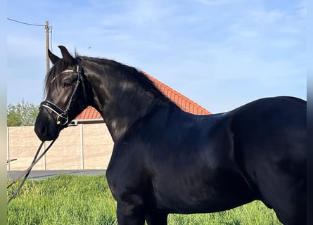 Konie fryzyjskie, Ogier, 3 lat, 166 cm, Kara