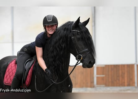 Konie fryzyjskie, Ogier, 3 lat, 166 cm, Kara