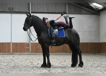 Konie fryzyjskie, Ogier, 3 lat, 166 cm, Kara
