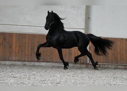 Konie fryzyjskie, Ogier, 3 lat, 168 cm, Kara