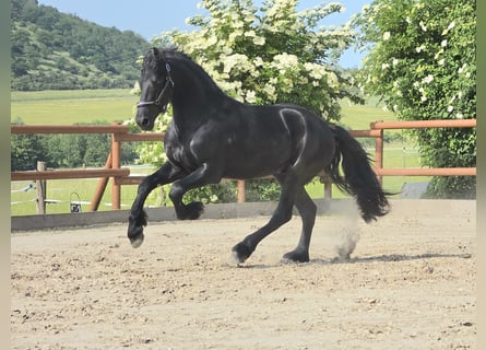 Konie fryzyjskie, Ogier, 3 lat, 168 cm, Kara