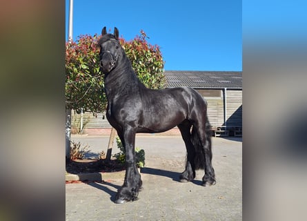 Konie fryzyjskie, Ogier, 4 lat, 165 cm, Kara