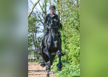 Konie fryzyjskie, Ogier, 4 lat, 165 cm, Kara