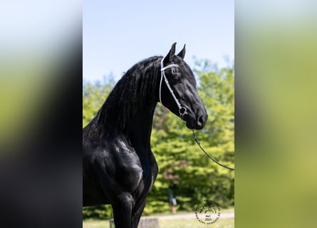 Konie fryzyjskie, Ogier, 4 lat, 165 cm