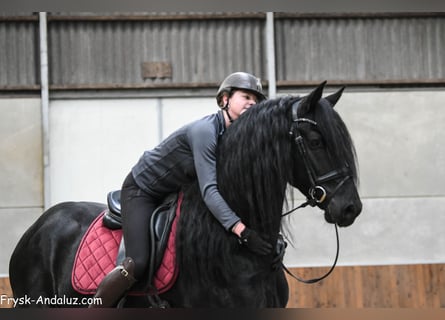 Konie fryzyjskie, Ogier, 4 lat, 166 cm, Kara