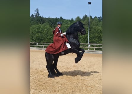 Konie fryzyjskie, Ogier, 4 lat, 170 cm, Kara