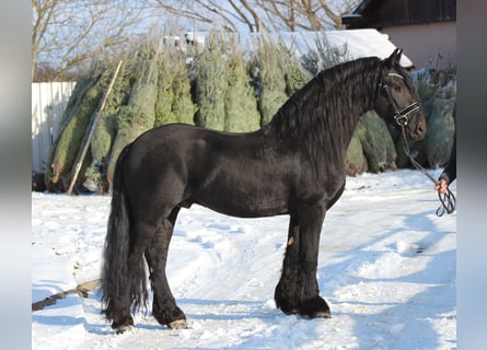 Konie fryzyjskie, Ogier, 5 lat, 165 cm, Kara