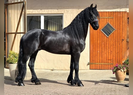Konie fryzyjskie, Ogier, 5 lat, 165 cm, Kara