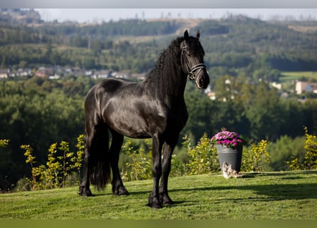 Konie fryzyjskie, Ogier, 5 lat, 167 cm, Kara