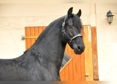 Konie fryzyjskie, Ogier, 5 lat, 168 cm, Kara