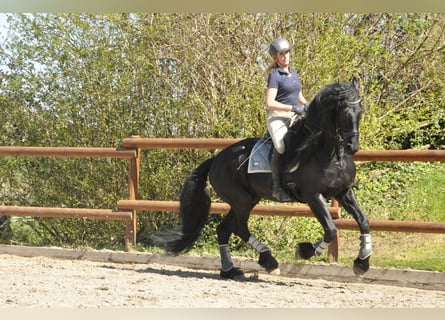Konie fryzyjskie, Ogier, 6 lat, 165 cm, Kara