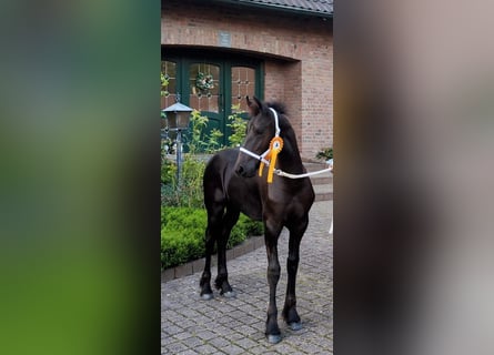 Konie fryzyjskie, Ogier, Źrebak (03/2023), 168 cm, Kara