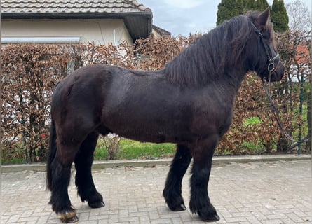 Konie fryzyjskie Mix, Wałach, 11 lat, 160 cm, Kara