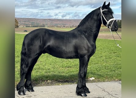 Konie fryzyjskie, Wałach, 3 lat, 160 cm, Kara