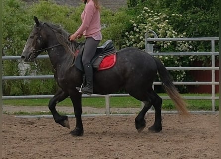 Konie fryzyjskie Mix, Wałach, 4 lat, 155 cm, Karosiwa