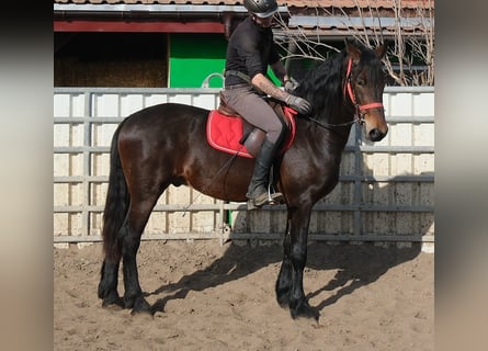 Konie fryzyjskie Mix, Wałach, 5 lat, 157 cm, Ciemnogniada