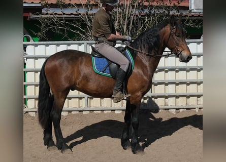 Konie fryzyjskie Mix, Wałach, 5 lat, 157 cm, Ciemnogniada