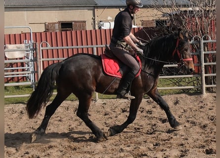 Konie fryzyjskie Mix, Wałach, 5 lat, 157 cm, Skarogniada