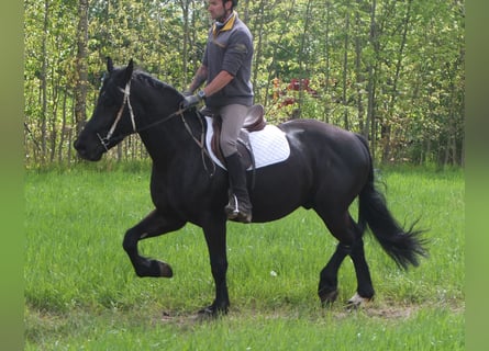 Konie fryzyjskie Mix, Wałach, 5 lat, 158 cm, Kara