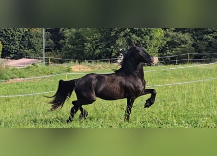 Konie fryzyjskie, Wałach, 5 lat, 166 cm, Kara