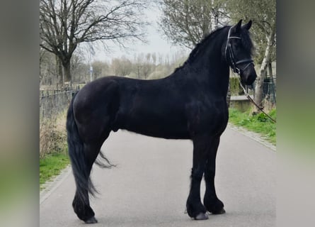 Konie fryzyjskie, Wałach, 5 lat, 168 cm, Kara