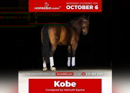 Konie fryzyjskie, Wałach, 6 lat, 150 cm, Gniada