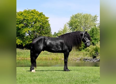 Konie fryzyjskie, Wałach, 6 lat, 162 cm, Kara