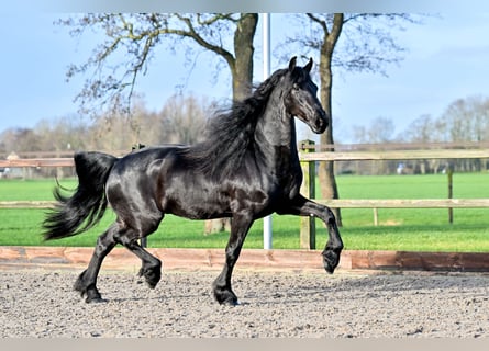 Konie fryzyjskie, Wałach, 7 lat, 170 cm, Kara