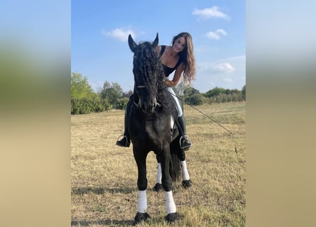 Konie fryzyjskie, Wałach, 9 lat, 172 cm, Kara