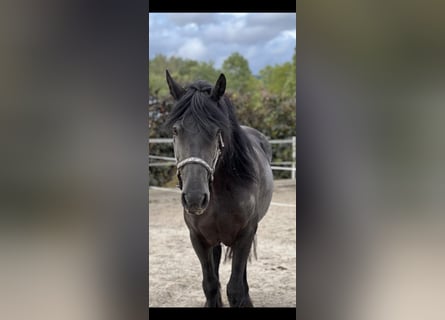 Konie fryzyjskie, Wałach, 10 lat, 164 cm, Kara