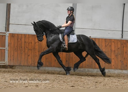Konie fryzyjskie, Wałach, 3 lat, 166 cm, Kara