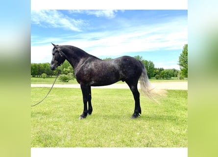 Konie fryzyjskie, Wałach, 5 lat, 150 cm, Siwa