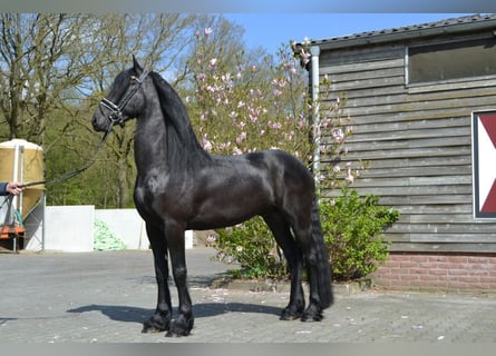 Konie fryzyjskie, Wałach, 5 lat, 166 cm, Kara