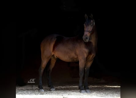 Konie fryzyjskie, Wałach, 9 lat, 155 cm, Gniada